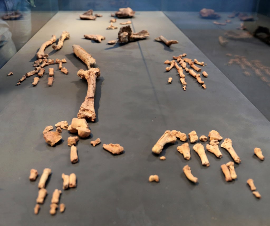 Fóssil pré-histórico mostra elo entre humanos e chimpanzés Um estudo publicado recentemente na revista Communications Biology analisou o tornozelo de um antigo hominídeo e trouxe novas pistas sobre a evolução humana. O fóssil pertence ao Ardipithecus ramidus, ou simplesmente “Ardi”, que viveu há cerca de 4,4 milhões de anos na Etiópia. Os resultados indicam que esse ancestral podia andar ereto, mas também subir em árvores com facilidade, combinando habilidades humanas e de chimpanzés. Fóssil pré-histórico mostra elo entre humanos e chimpanzés