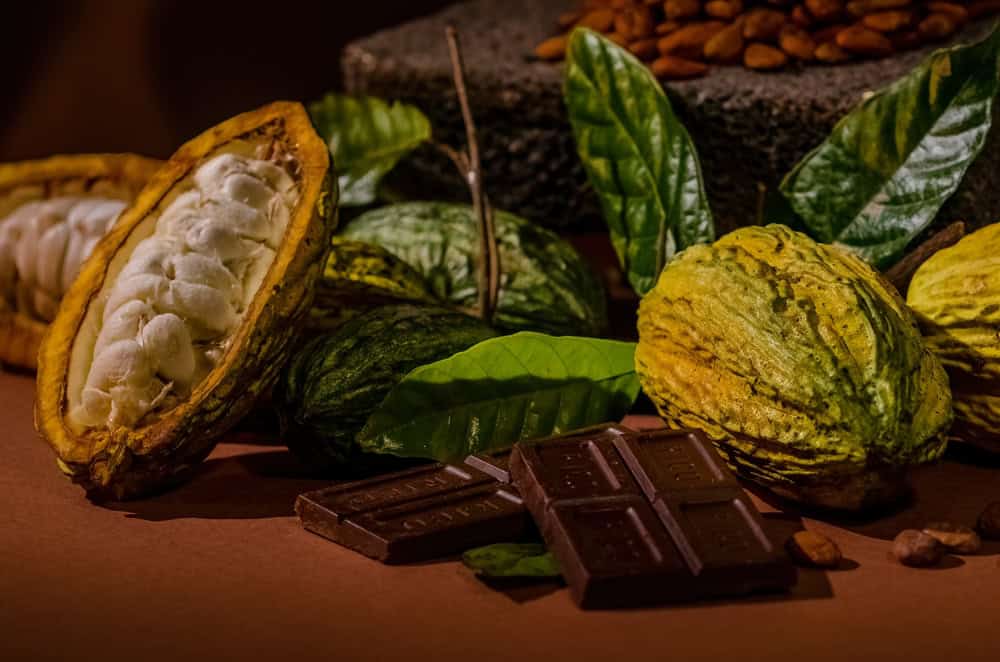 Micróbios alteram o sabor do chocolate, revela pesquisa Na busca de entender porque algumas barras de chocolate são doces ou amadeiradas enquanto outras são amargas e ásperas, pesquisadores analisaram os micróbios que agem nas sementes de cacau. A equipe também formulou a mistura ideal de organismos para produzir chocolates refinados. O estudo foi publicado na revista científica Nature Microbiology, em agosto. Micróbios alteram o sabor do chocolate, revela pesquisa