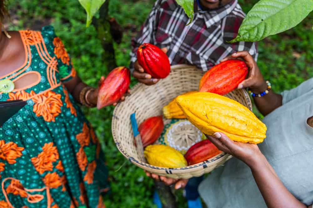 Micróbios alteram o sabor do chocolate, revela pesquisa Na busca de entender porque algumas barras de chocolate são doces ou amadeiradas enquanto outras são amargas e ásperas, pesquisadores analisaram os micróbios que agem nas sementes de cacau. A equipe também formulou a mistura ideal de organismos para produzir chocolates refinados. O estudo foi publicado na revista científica Nature Microbiology, em agosto. Micróbios alteram o sabor do chocolate, revela pesquisa