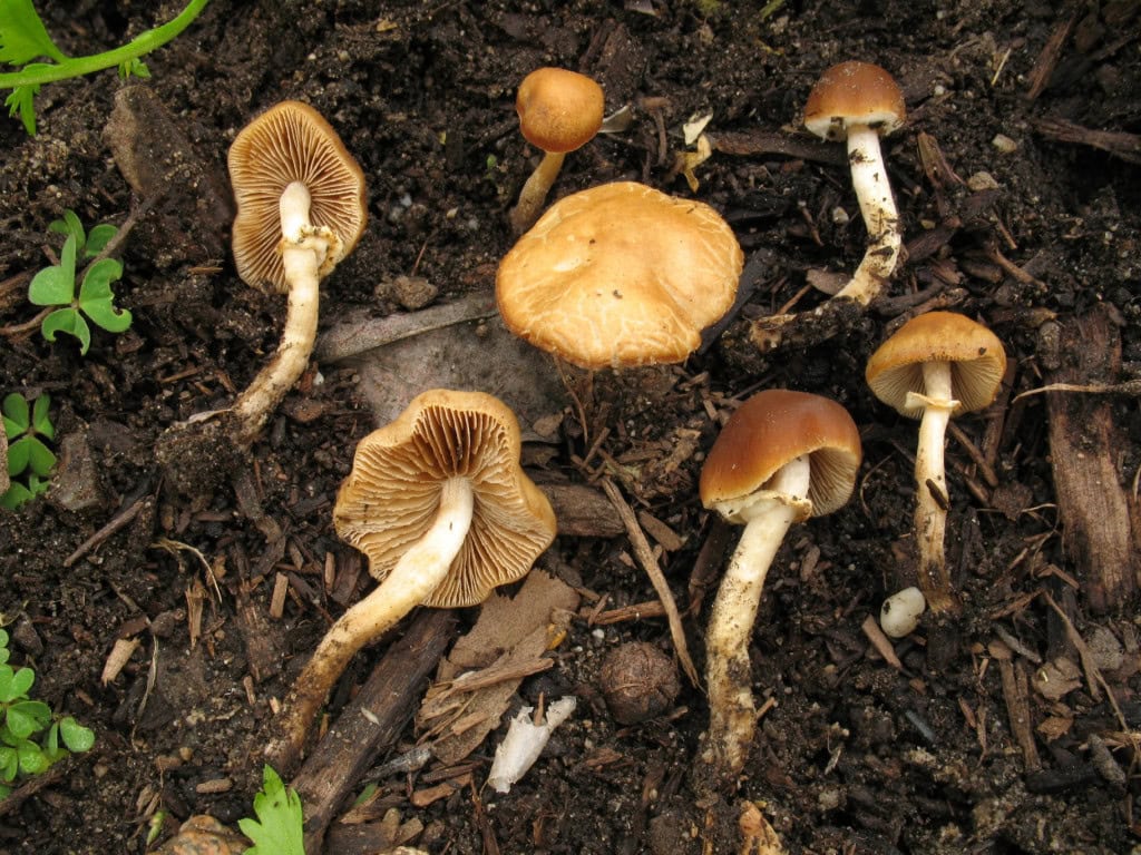Conocybe Filaris