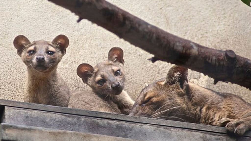 Estes animais parecem uma mistura de gato com cachorro – mas não são nem um, nem outro Em uma primeira impressão, a fossa pode parecer algum tipo de gato ou cachorro, com características que lembram animais como doninhas. Embora realmente tenha algumas semelhanças adaptativas com os gatos, como as garras, e o focinho semelhante ao de um cão, esse mamífero está mais próximo de animais como o mangusto e a civeta. Filhotes de fossa em cativeiro