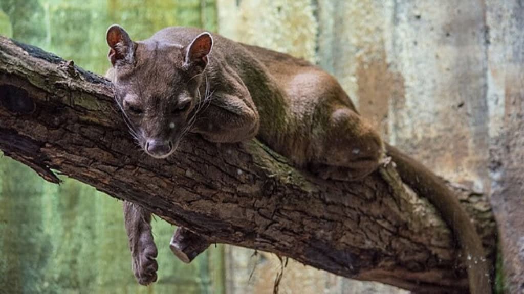 Estes animais parecem uma mistura de gato com cachorro – mas não são nem um, nem outro Em uma primeira impressão, a fossa pode parecer algum tipo de gato ou cachorro, com características que lembram animais como doninhas. Embora realmente tenha algumas semelhanças adaptativas com os gatos, como as garras, e o focinho semelhante ao de um cão, esse mamífero está mais próximo de animais como o mangusto e a civeta. Fossa deitada em tronco no Zoológico de Cleveland