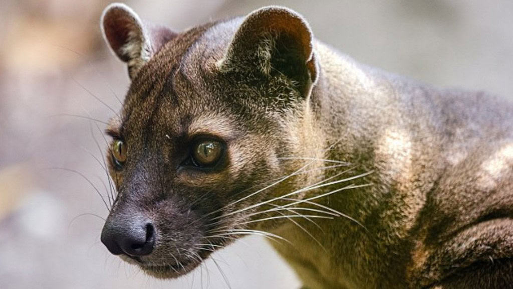 Estes animais parecem uma mistura de gato com cachorro – mas não são nem um, nem outro Em uma primeira impressão, a fossa pode parecer algum tipo de gato ou cachorro, com características que lembram animais como doninhas. Embora realmente tenha algumas semelhanças adaptativas com os gatos, como as garras, e o focinho semelhante ao de um cão, esse mamífero está mais próximo de animais como o mangusto e a civeta. Fossa