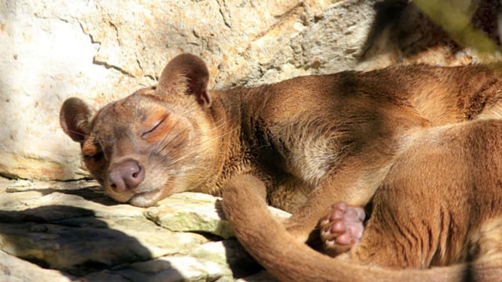 Estes animais parecem uma mistura de gato com cachorro – mas não são nem um, nem outro Em uma primeira impressão, a fossa pode parecer algum tipo de gato ou cachorro, com características que lembram animais como doninhas. Embora realmente tenha algumas semelhanças adaptativas com os gatos, como as garras, e o focinho semelhante ao de um cão, esse mamífero está mais próximo de animais como o mangusto e a civeta. Fossa dormindo