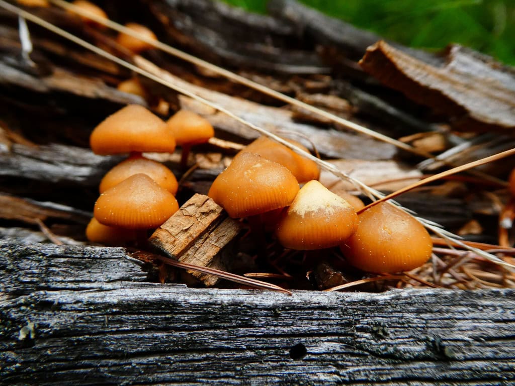 Galerina Marginata