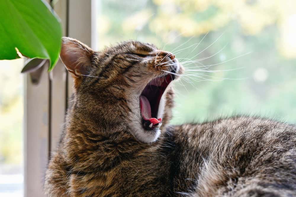 Os animais também bocejam? Entenda o comportamento Você já viu um animal bocejar? Na sequência deste conteúdo, o Olhar Digital traz a resposta em relação à pergunta acima e algumas curiosidades muito importantes sobre o comportamento no reino animal. Continue a leitura e confira! Gato