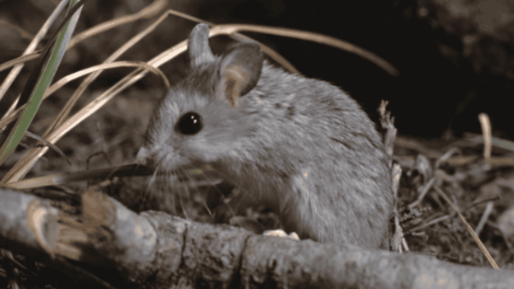 Parente distante do lobisomem? Esse rato ficou conhecido por “uivar” para a Lua Alguns animais despertam curiosidade por parecer desafiar as fronteiras entre o real e o lendário. Ao longo da história, o mistério do lobisomem povoou mitos e obras de ficção, com seus uivos e transformações sob a luz da Lua cheia. rato-gafanhoto na floresta