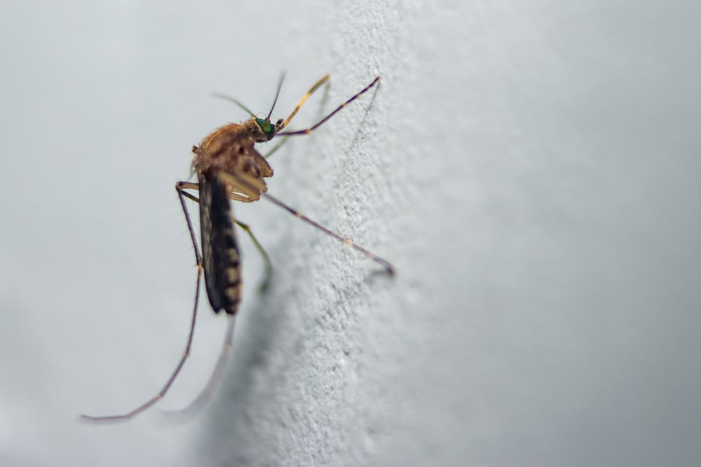 Mosquitos chegaram à Islândia. E isso preocupa A Islândia possui uma fauna diferenciada. Pela sua localização geográfica e clima mais frio, não existem cobras, sapos e lagartos no país. Além disso, os habitantes da ilha não precisam se preocupar com os mosquitos. Mosquitos chegaram à Islândia. E isso preocupa