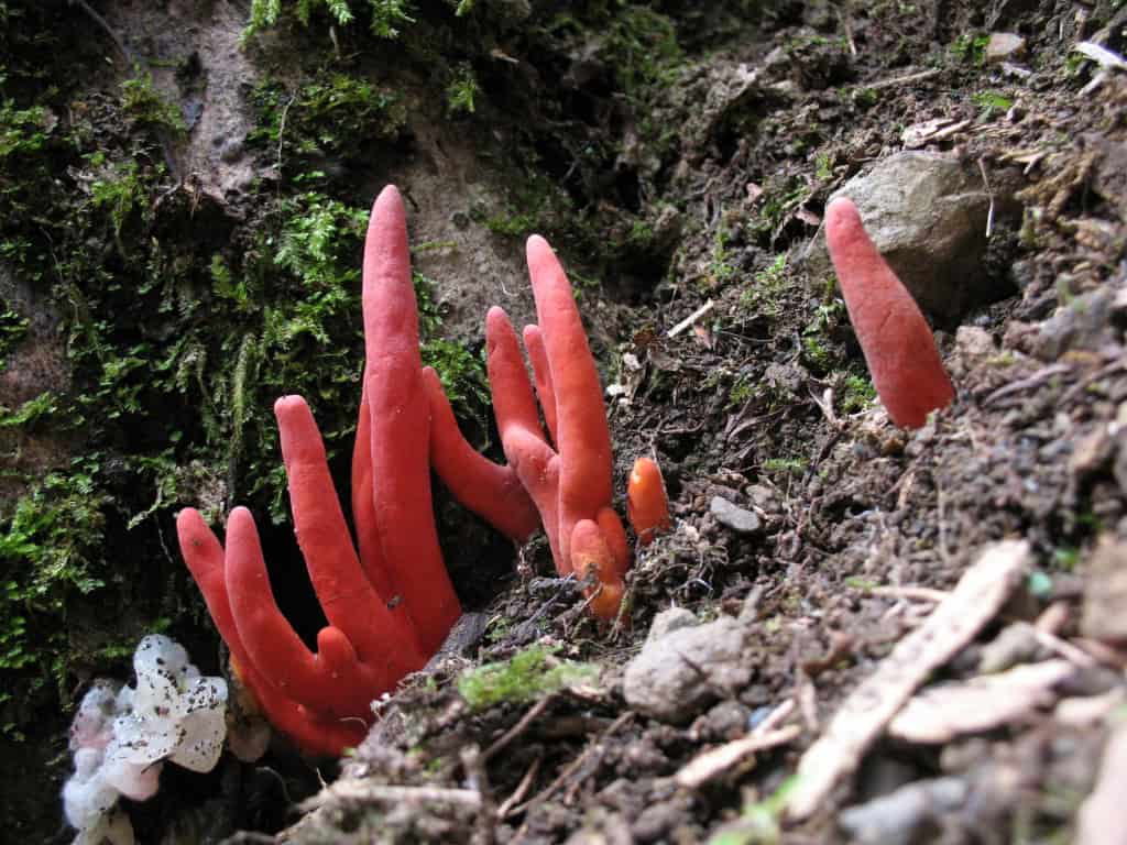 Podostroma cornu damae