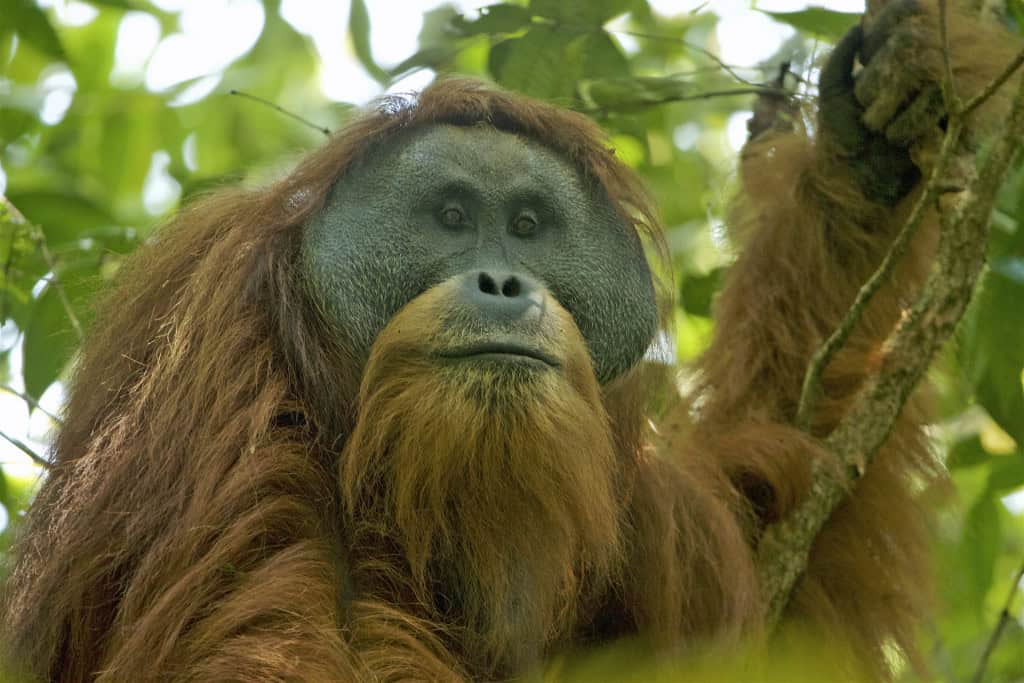 Novo grande primata descoberto também é o mais ameaçado Descobrir uma nova espécie de animal normalmente é um momento de celebração. Mas no caso do orangotango-de-Tapanuli (Pongo tapanuliensis), encontrado pela primeira vez em 2017, os pesquisadores tiveram um misto de sensações, já que naquele momento, além de grande primata mais novo, ele também se tornou o grande primata mais ameaçado de extinção no mundo. Hoje, quase 10 anos depois, a espécie praticamente sumiu. Orangotango-de-Tapanuli macho