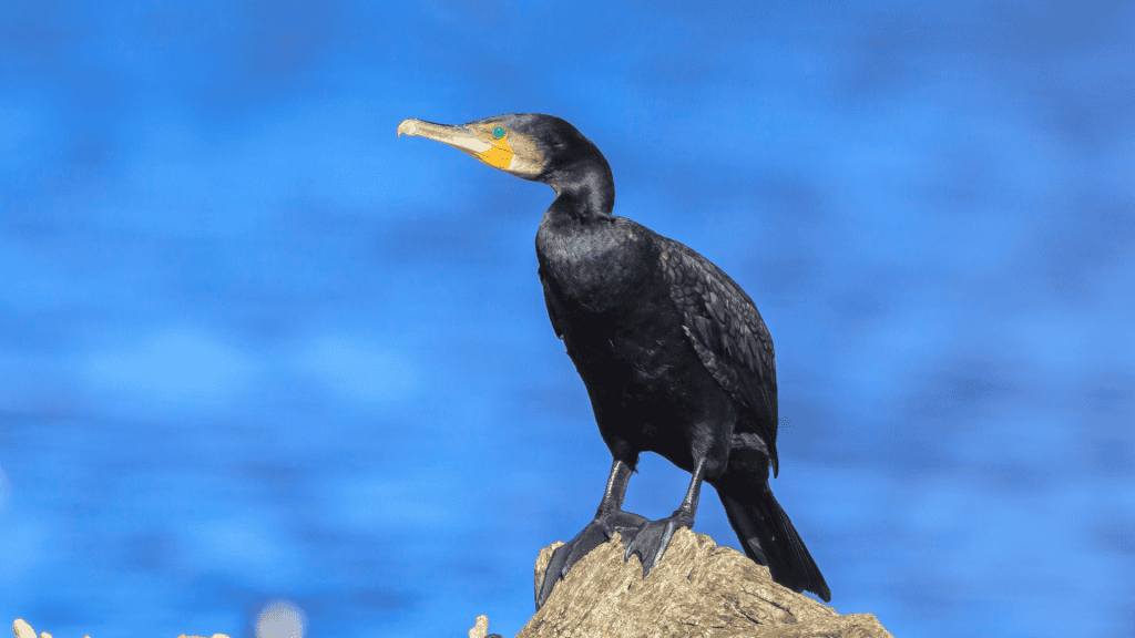 5 aves estranhas que você precisa conhecer O mundo animal tem características fascinantes que o ser humano por vezes desconhece. De ave que não voa, mas sabe nadar a uma que contém um sistema digestivo semelhante ao de uma vaca, você vai conhecer agora as 5 aves estranhas de acordo com um artigo da Encyclopædia Britannica. Ave chamada de Corvo-marinho tem como caractéristicas a pena preta com bico amarelado