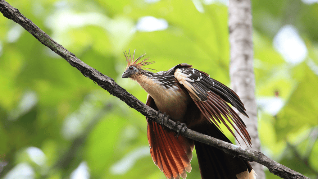 5 aves estranhas que você precisa conhecer O mundo animal tem características fascinantes que o ser humano por vezes desconhece. De ave que não voa, mas sabe nadar a uma que contém um sistema digestivo semelhante ao de uma vaca, você vai conhecer agora as 5 aves estranhas de acordo com um artigo da Encyclopædia Britannica. ave com penas em tons marrom, laranja e branco, com olhos vermelhos e grista na cor clara.