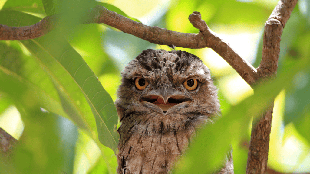 5 aves estranhas que você precisa conhecer O mundo animal tem características fascinantes que o ser humano por vezes desconhece. De ave que não voa, mas sabe nadar a uma que contém um sistema digestivo semelhante ao de uma vaca, você vai conhecer agora as 5 aves estranhas de acordo com um artigo da Encyclopædia Britannica. ave com penas acinzentadas que podem se camuflar em árvores.