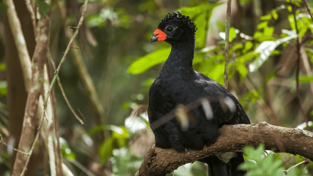 5 aves estranhas que você precisa conhecer O mundo animal tem características fascinantes que o ser humano por vezes desconhece. De ave que não voa, mas sabe nadar a uma que contém um sistema digestivo semelhante ao de uma vaca, você vai conhecer agora as 5 aves estranhas de acordo com um artigo da Encyclopædia Britannica. ave com penas encaracoladas