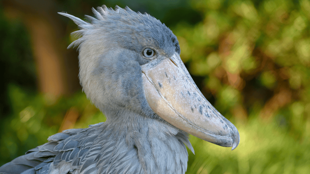 5 aves estranhas que você precisa conhecer O mundo animal tem características fascinantes que o ser humano por vezes desconhece. De ave que não voa, mas sabe nadar a uma que contém um sistema digestivo semelhante ao de uma vaca, você vai conhecer agora as 5 aves estranhas de acordo com um artigo da Encyclopædia Britannica. Ave com bico longo e penas acinzentadas