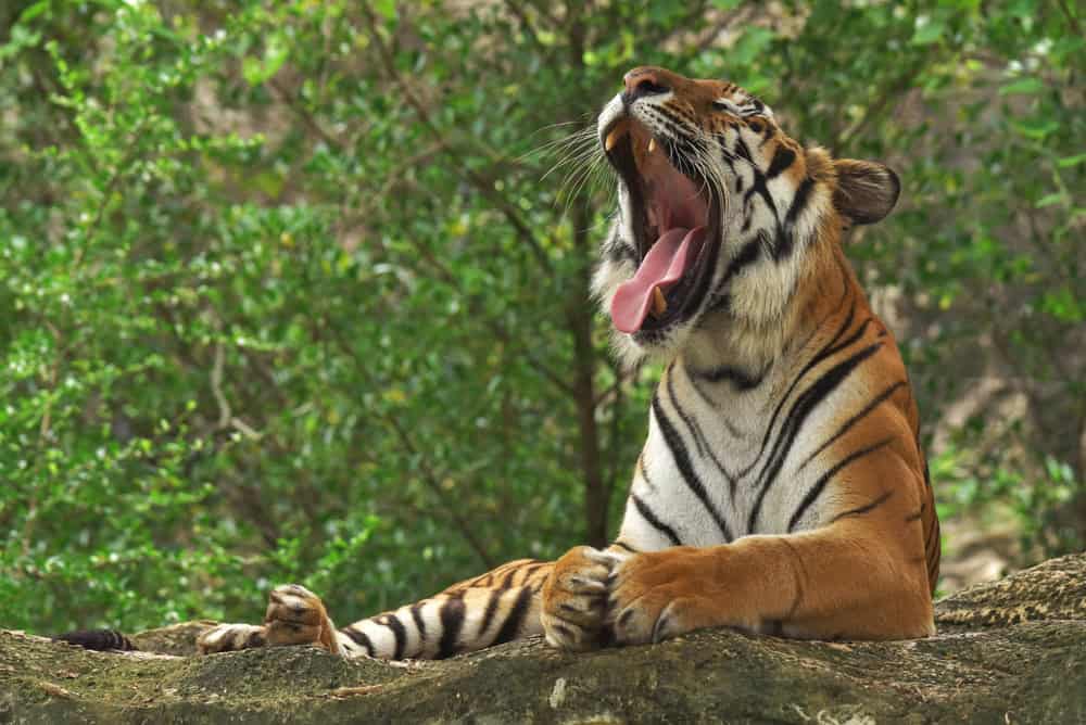 Os animais também bocejam? Entenda o comportamento Você já viu um animal bocejar? Na sequência deste conteúdo, o Olhar Digital traz a resposta em relação à pergunta acima e algumas curiosidades muito importantes sobre o comportamento no reino animal. Continue a leitura e confira! Tigre