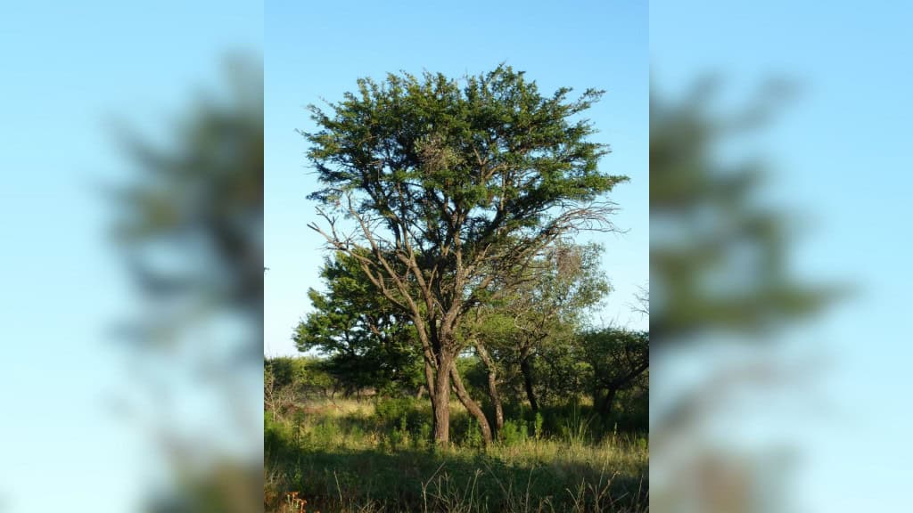 Uma gasta, a outra guarda: como árvores irmãs enfrentam secas na África Na savana africana, duas árvores irmãs encontraram jeitos opostos de enfrentar a seca. Enquanto uma gasta toda a água que consegue e acelera o crescimento mesmo sob o sol escaldante, a outra reduz o ritmo, fecha as folhas e tenta resistir o máximo possível. Agora, cientistas descobriram que essa diferença de comportamento está escrita nos próprios genes dessas plantas. Árvore da espécie Vachellia robusta, conhecida como acácia-espinheira-esplêndida