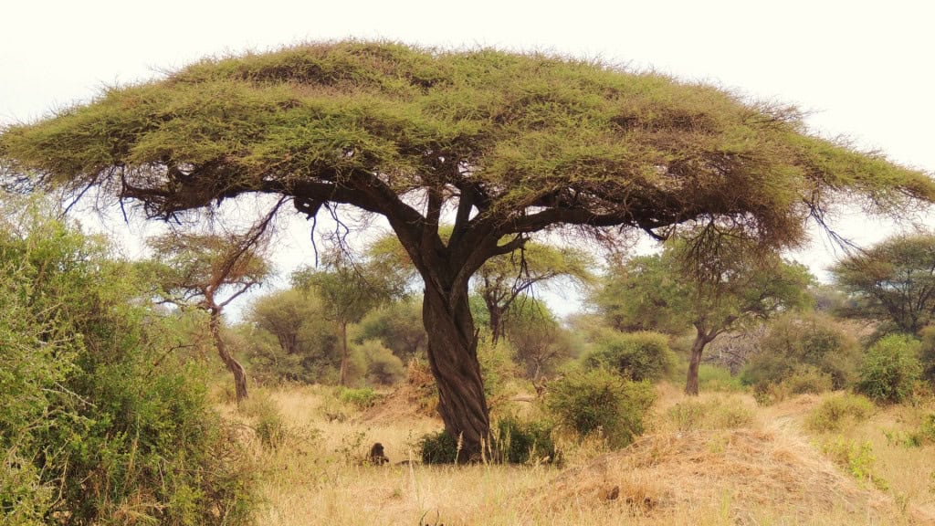Uma gasta, a outra guarda: como árvores irmãs enfrentam secas na África Na savana africana, duas árvores irmãs encontraram jeitos opostos de enfrentar a seca. Enquanto uma gasta toda a água que consegue e acelera o crescimento mesmo sob o sol escaldante, a outra reduz o ritmo, fecha as folhas e tenta resistir o máximo possível. Agora, cientistas descobriram que essa diferença de comportamento está escrita nos próprios genes dessas plantas. Árvore da Vachellia tortilis, conhecida como acácia-sombrinha