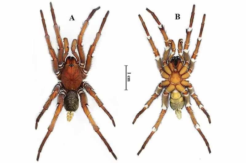 Esta nova espécie de aranha é macho e fêmea ao mesmo tempo Uma nova espécie de aranha foi descoberta nas proximidades de uma área florestal em Nong Rong, no oeste da Tailândia. Depois de diversas análises, pesquisadores classificaram o animal como um ginandromorfo, organismo que é simultaneamente fêmea e macho. Esta nova espécie de aranha é macho e fêmea ao mesmo tempo