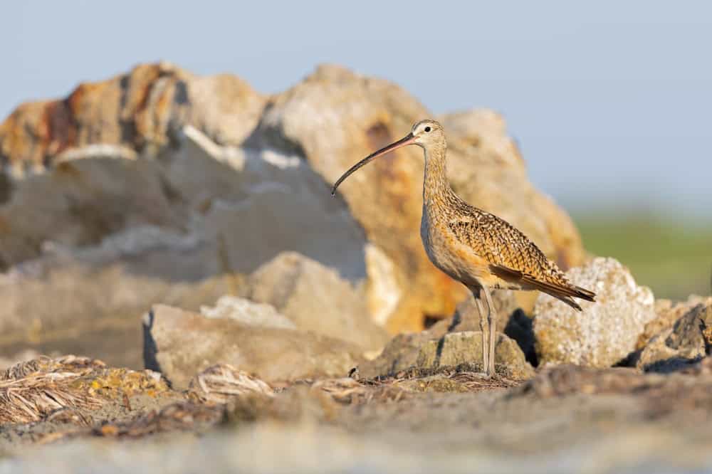 Ave migratória é declarada oficialmente extinta A União Internacional para a Conservação da Natureza (IUCN) divulgou uma atualização da Lista Vermelha de Espécies Ameaçadas. Este documento rastreia o estado de conservação de mais de 172 mil animais em todo o mundo. Ave migratória é declarada oficialmente extinta