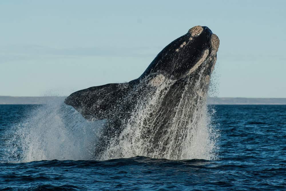 Baleia ameaçada de extinção está dando a volta por cima A baleia-franca-do-atlântico-norte (Eubalaena glacialis) é considerada criticamente em perigo de extinção. As principais ameaças são o emaranhamento em equipamentos de pesca, colisões com embarcações e as mudanças climáticas que afetam suas fontes de alimento. Baleia ameaçada de extinção está dando a volta por cima