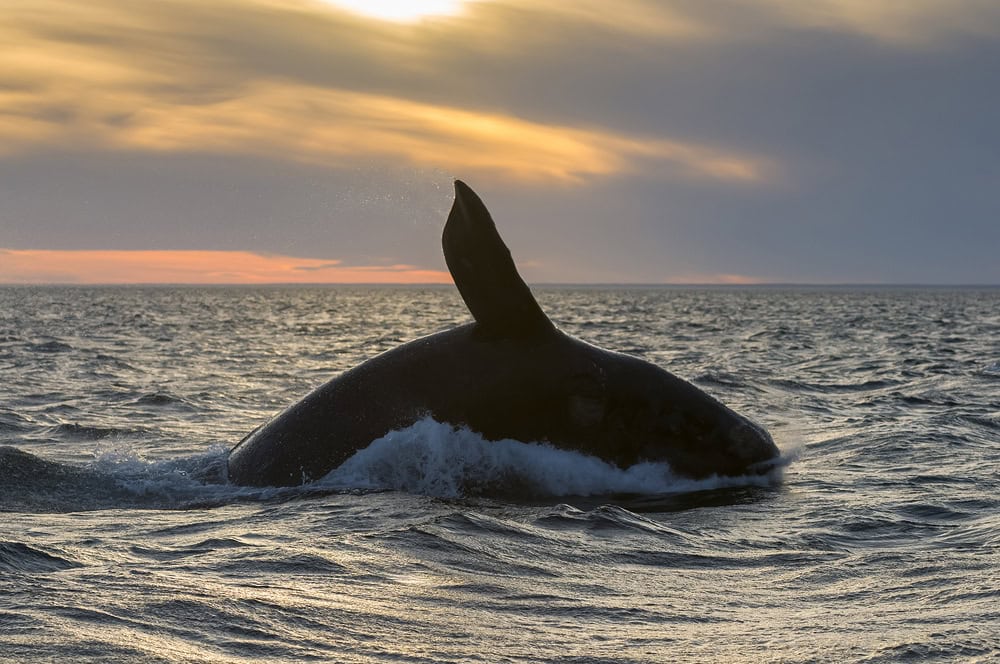 Baleia ameaçada de extinção está dando a volta por cima A baleia-franca-do-atlântico-norte (Eubalaena glacialis) é considerada criticamente em perigo de extinção. As principais ameaças são o emaranhamento em equipamentos de pesca, colisões com embarcações e as mudanças climáticas que afetam suas fontes de alimento. Baleia ameaçada de extinção está dando a volta por cima