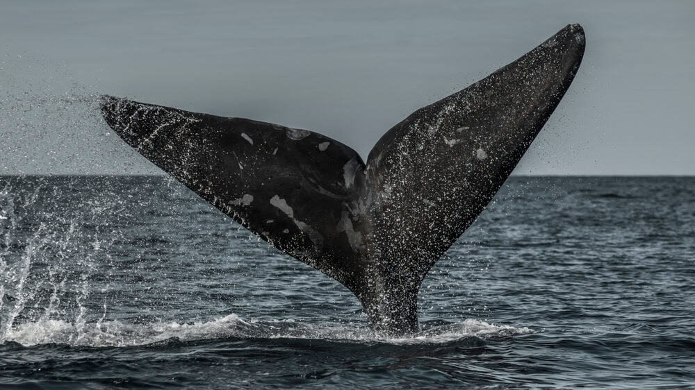 Baleia ameaçada de extinção está dando a volta por cima A baleia-franca-do-atlântico-norte (Eubalaena glacialis) é considerada criticamente em perigo de extinção. As principais ameaças são o emaranhamento em equipamentos de pesca, colisões com embarcações e as mudanças climáticas que afetam suas fontes de alimento. Baleia ameaçada de extinção está dando a volta por cima