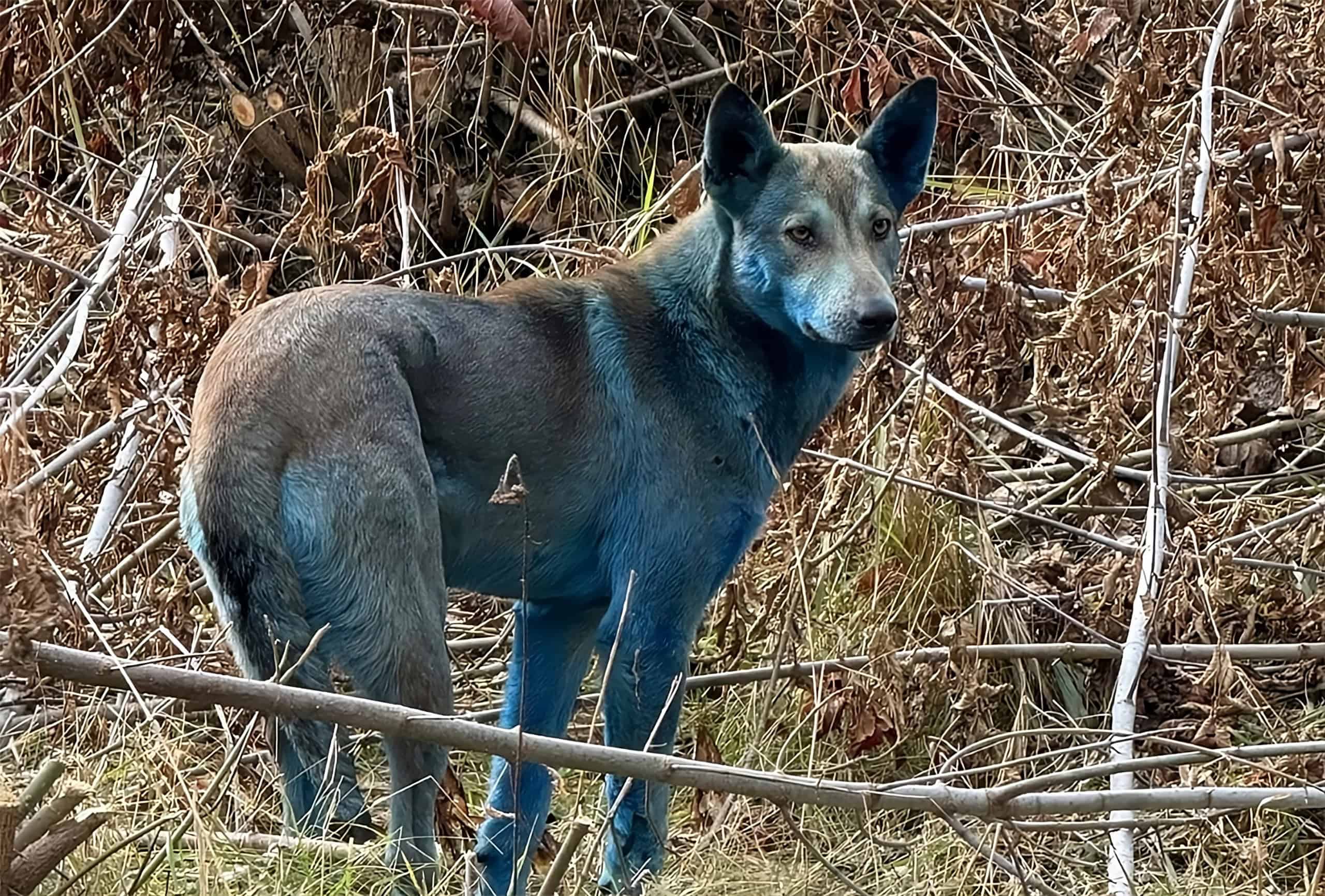 Cães azuis de Chernobyl: mistério é desvendado e mostra como é a vida na região