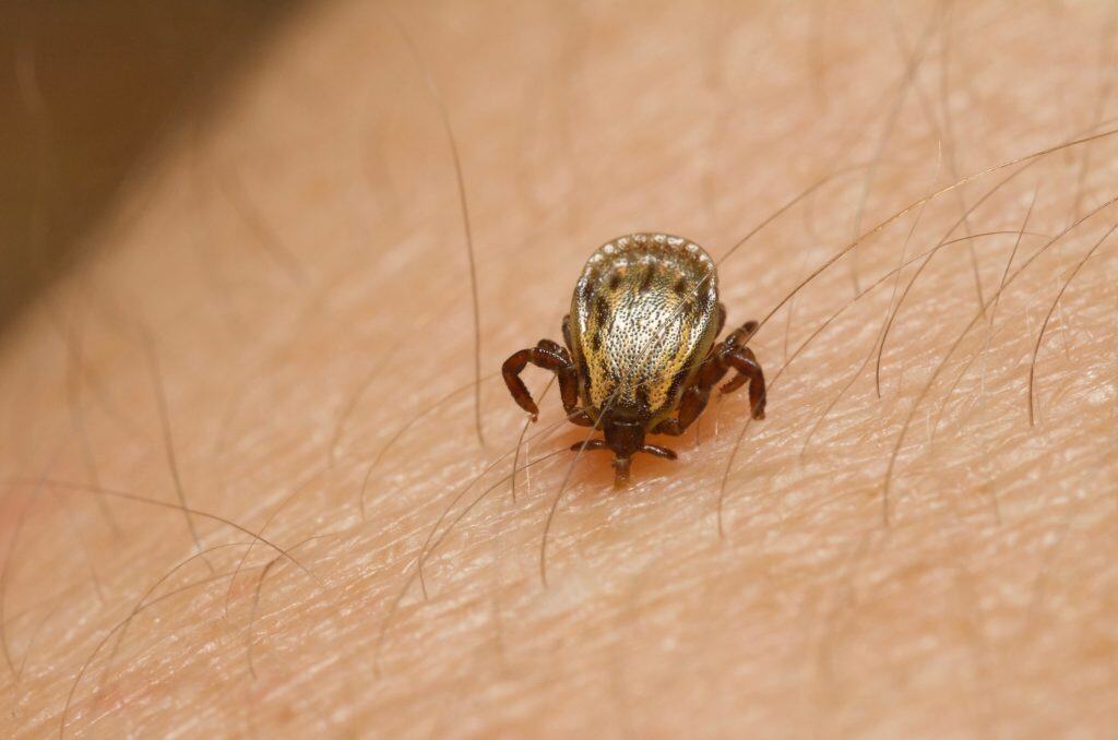 Carrapatos transmitem a febre hemorrágica da Crimeia-Congo, doença grave com até 40% de mortalidade e surtos na África e Ásia.