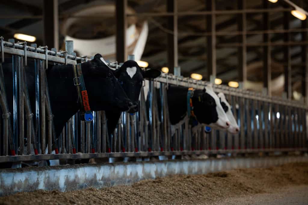 Coleiras inteligentes ajudam a monitorar saúde de vacas Os dispositivos vestíveis estão cada vez mais presentes no dia a dia das pessoas, ajudando a monitorar a saúde e oferecendo recursos voltados à produtividade. Mas será que eles também podem ser úteis no campo? Coleiras inteligentes ajudam a monitorar saúde de vacas