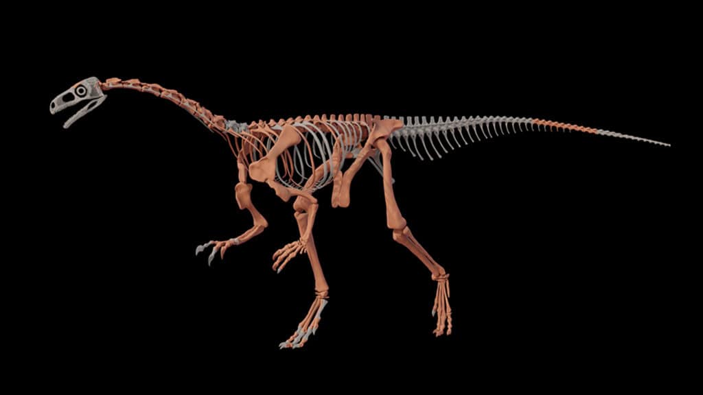 Fóssil de dinossauro de 230 milhões de anos é encontrado na Argentina; veja O esqueleto quase completo de um dinossauro de pescoço longo que viveu há aproximadamente 230 milhões de anos foi encontrado no sopé de La Rioja, a mais de 3.000 metros acima do nível do mar, na Argentina. Chamada de Huayracursor jaguensis, a nova espécie viveu no Triássico Superior, um período de grandes transformações nos ecossistemas terrestres, tornando-o um dos dinossauros mais antigos do mundo. A descoberta foi publicada na revista científica Nature. conceito dinossauro