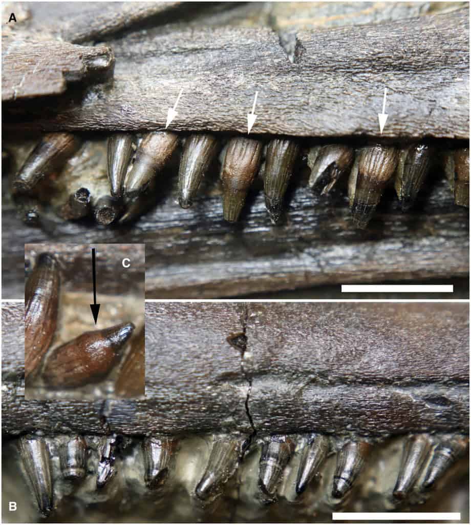 Espécie que viveu na época dos dinossauros pode revelar mistério evolutivo Um fóssil quase completo encontrado no Reino Unido pode ser fundamental no estudo da evolução. Análises revelaram que trata-se de uma nova espécie de um réptil marinho antigo que teria vivido na época dos dinossauros. Espécie que viveu na época dos dinossauros pode revelar mistério evolutivo