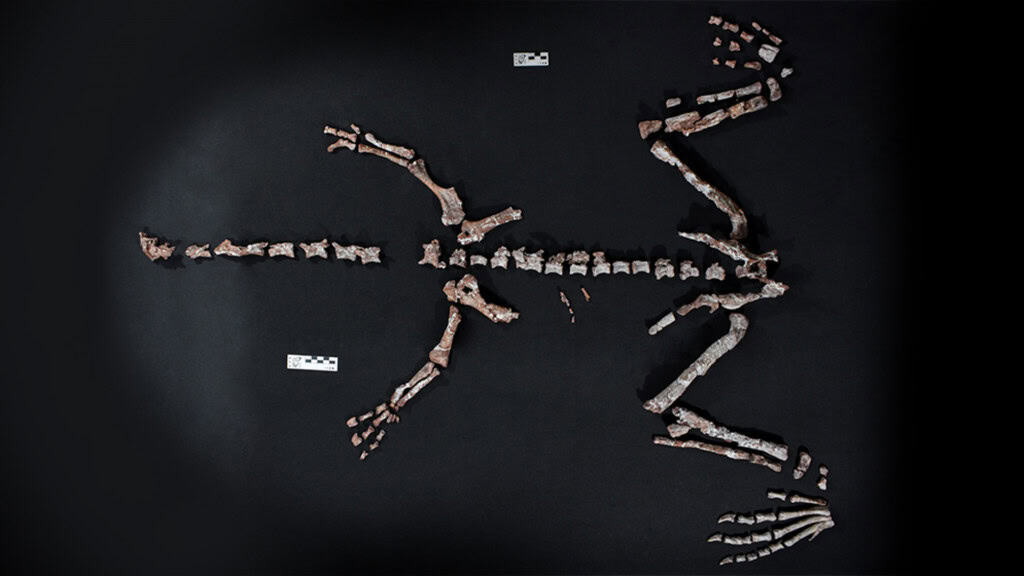 Fóssil de dinossauro de 230 milhões de anos é encontrado na Argentina; veja O esqueleto quase completo de um dinossauro de pescoço longo que viveu há aproximadamente 230 milhões de anos foi encontrado no sopé de La Rioja, a mais de 3.000 metros acima do nível do mar, na Argentina. Chamada de Huayracursor jaguensis, a nova espécie viveu no Triássico Superior, um período de grandes transformações nos ecossistemas terrestres, tornando-o um dos dinossauros mais antigos do mundo. A descoberta foi publicada na revista científica Nature. fossil dinossauro