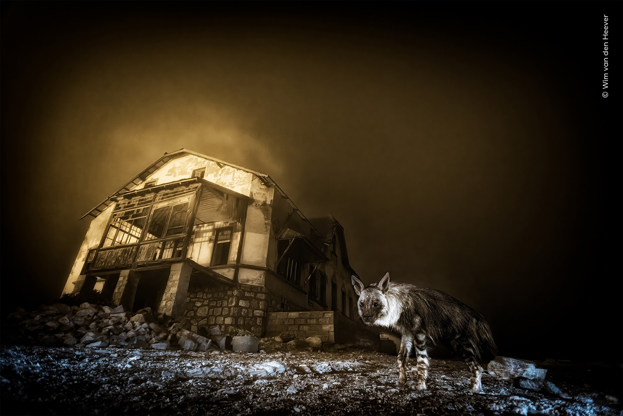 Hiena rara clicada em cidade fantasma vence concurso mundial de fotografia de vida selvagem