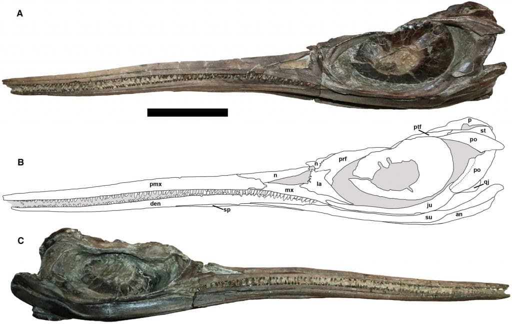 Espécie que viveu na época dos dinossauros pode revelar mistério evolutivo Um fóssil quase completo encontrado no Reino Unido pode ser fundamental no estudo da evolução. Análises revelaram que trata-se de uma nova espécie de um réptil marinho antigo que teria vivido na época dos dinossauros. Espécie que viveu na época dos dinossauros pode revelar mistério evolutivo