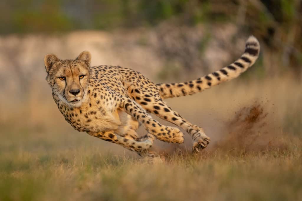 Múmia de grande felino perfeitamente preservado é descoberta Uma descoberta inédita chamou a atenção de paleontólogos na Arábia Saudita: restos mumificados naturalmente de chitas foram encontrados em uma caverna no norte do país. Essa é a primeira vez que grandes felinos aparecem nesse estado de preservação naturalmente. Chitas ocupavam praticamente todo o território da península arábica (Imagem: Mateo Juric/iStock)