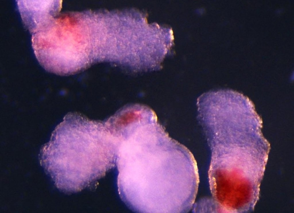Cientistas recriam sangue humano em laboratório Pesquisadores de Cambridge desenvolveram um método para recriar sangue humano em laboratório. Em um estudo publicado na Cell Reports, a equipe explica que a nova técnica imita a formação natural observada em embriões para produzir as células sanguíneas funcionais. Cientistas recriam sangue humano em laboratório