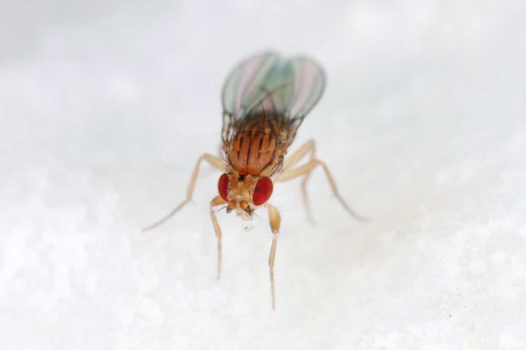 mosca das frutas