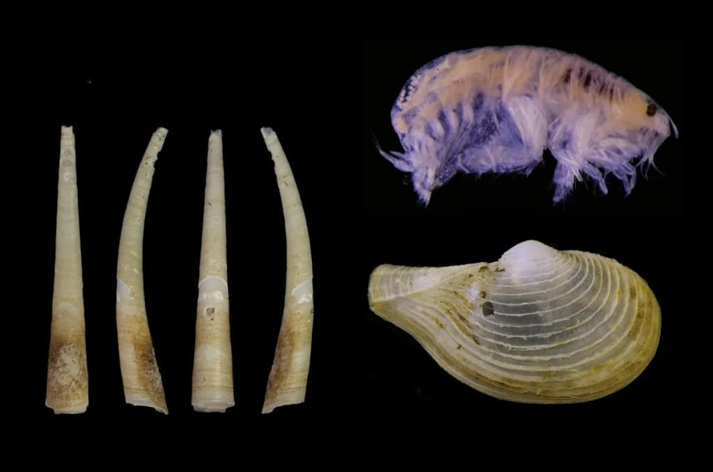 Criaturas bizarras, incluindo parasita “pipoca”, são descobertas nos oceanos Parasitas que lembram pipocas, crustáceos translúcidos e vermes incomuns estão entre as 14 novas espécies recentemente descobertas nos oceanos do planeta. Laevidentalium wiesei (esquerda), Metharpinia hirsuta (canto superior direito) e Myonera aleutiana (canto inferior direito)