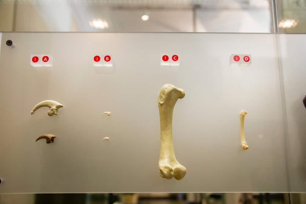 Maior águia que já viveu na Terra era uma verdadeira máquina de matar As águias são impressionantes. Mas você sabia que no passado estes animais podiam ser muito maiores? Estamos falando da águia de Haast (Harpagornis moorei), uma espécie que viveu há cerca de um milhão de anos. Maior águia que já viveu na Terra era uma verdadeira máquina de matar
