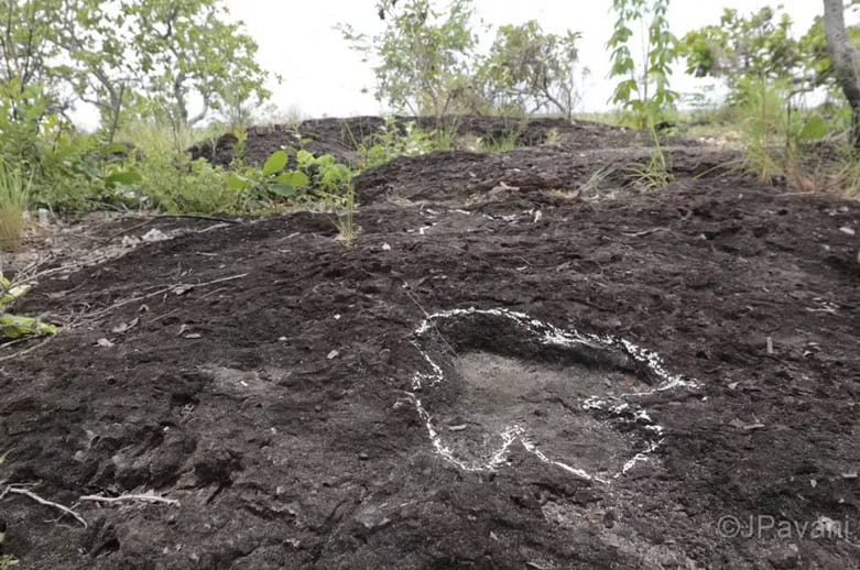 Pegadas de dinossauros são descobertas na Amazônia Após anos de análises, pesquisadores da Universidade Federal de Roraima (UFRR) fizeram uma descoberta inédita na região da Amazônia brasileira. Eles identificaram a presença de pegadas de dinossauros em pedras. Pegadas de dinossauros são descobertas na Amazônia