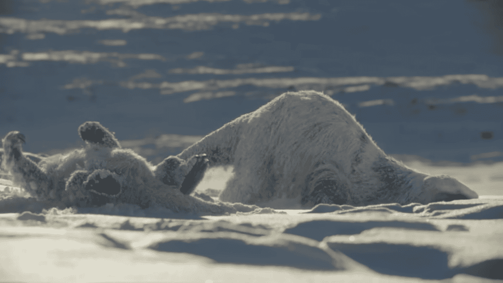 Nova temporada de série da Apple TV mostra preguiça-gigante na Era do Gelo Durante o final do Pleistoceno, um gigante da Era do Gelo vagava pela América do Norte: o Megalonyx jeffersonii, uma espécie de preguiça terrestre de tamanho comparável ao de um urso e adaptada para sobreviver em condições congelantes. Duas preguiças deitadas no gelo