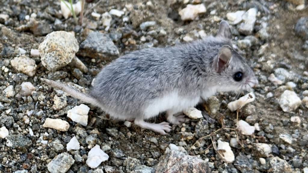 Parente distante do lobisomem? Esse rato ficou conhecido por “uivar” para a Lua Alguns animais despertam curiosidade por parecer desafiar as fronteiras entre o real e o lendário. Ao longo da história, o mistério do lobisomem povoou mitos e obras de ficção, com seus uivos e transformações sob a luz da Lua cheia. rato gafanhoto em um chão com pedras