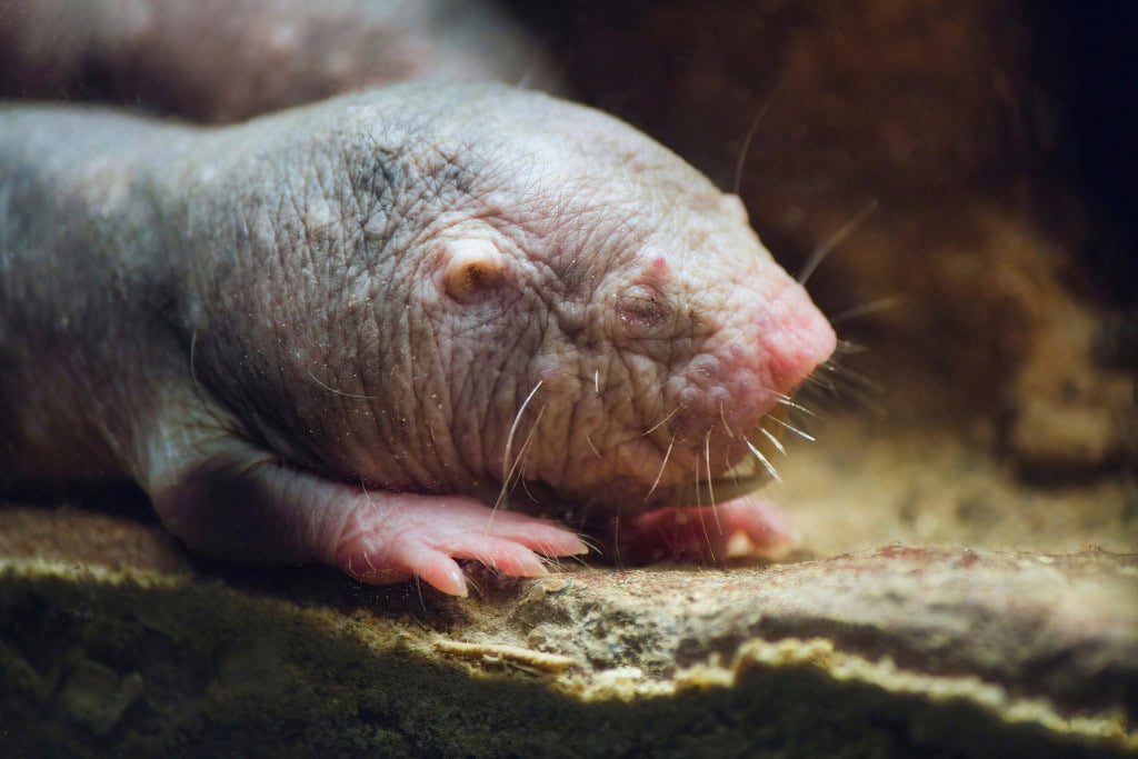 Ratos-toupeira-pelados mostram que segredo da longevidade é uma proteína Os ratos-toupeira-pelados são conhecidos por sua longevidade extraordinária, vivendo até 37 anos — cerca de dez vezes mais que outros roedores de tamanho semelhante. Cientistas vêm estudando há anos o que torna esses animais tão resistentes ao envelhecimento e às doenças que afetam seus parentes próximos. Uma nova pesquisa publicada na revista Science sugere que a resposta pode estar em um mecanismo de reparo de DNA ativado por uma proteína específica desses animais. rato-toupeira-pelado