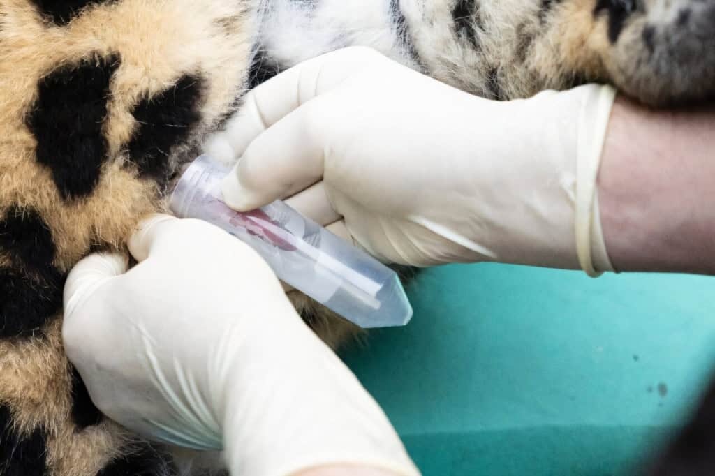 Feito inédito: a inseminação que pode salvar raro felino da extinção A inseminação artificial de um leopardo-de-amur realizada na França trouxe novas esperanças para a sobrevivência do felino mais raro do planeta. Equipe tirando esperma de Baruto