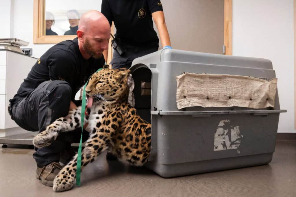 Khala sendo retirada de uma caixa de transporte de animais