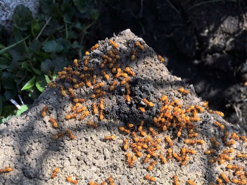 Esse parasita obriga as formigas a matarem a própria rainha Na natureza, o matricídio – o assassinato de uma mãe por sua prole – é um fenômeno raro, pois é muito vantajoso para diversas espécies que os filhotes recebam os cuidados maternos, é uma questão de sobrevivência, inclusive. Mas um parasita infiltrado tem usado de artimanhas sofisticadas para fazer as formigas matarem a própria mãe, a rainha da colônia. Esse parasita obriga as formigas a matarem a própria rainha