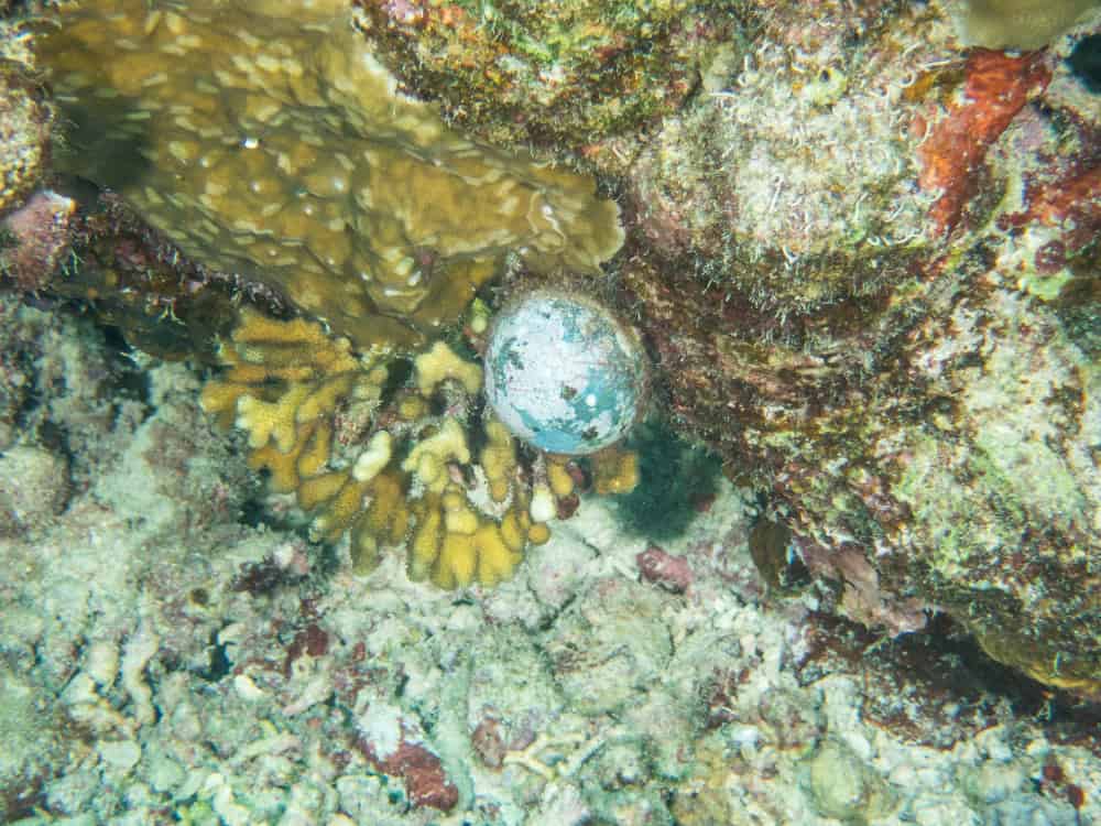 Alga no fundo do mar