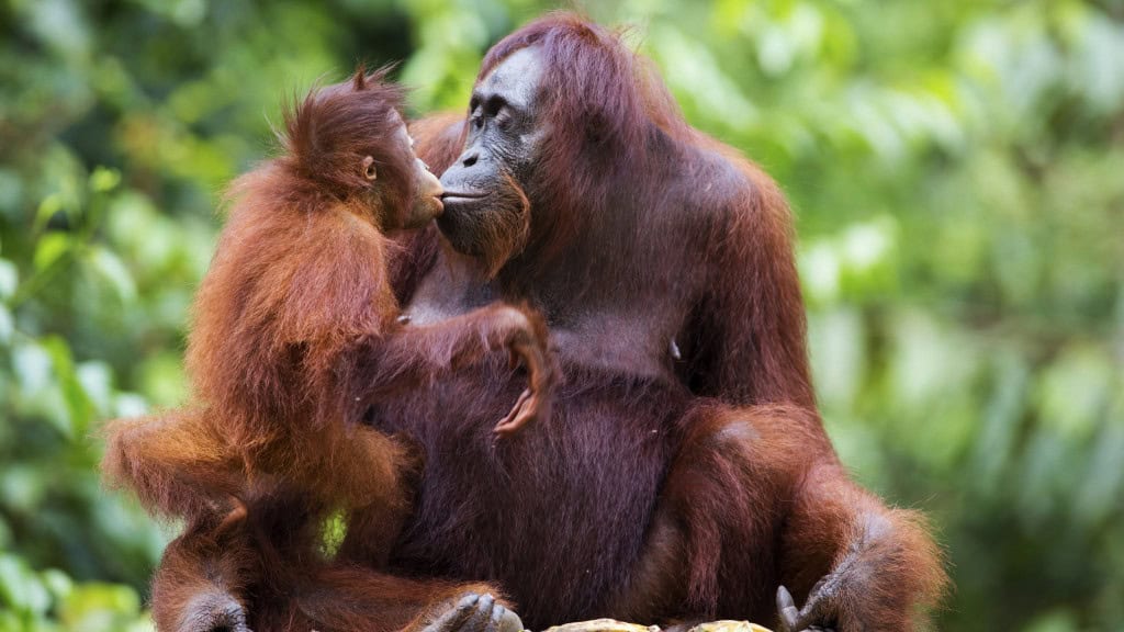 Orangotango adulto beijando um orangotango filhote que está no seu colo