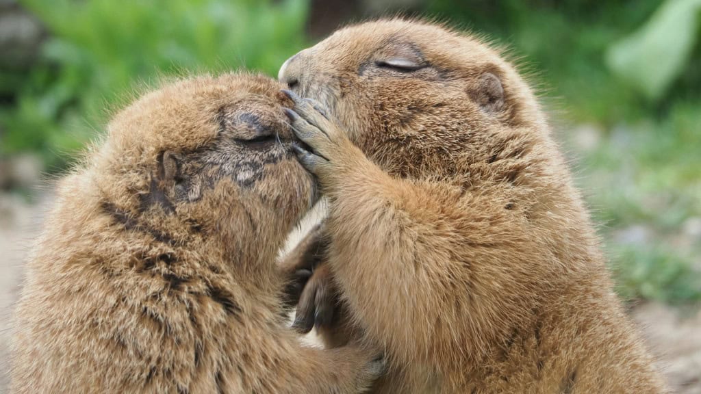 Uma marmota beijando outra marmota